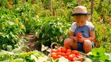 Bahçedeki bir çocuk domates topluyor. Seçici odaklanma. yiyecek.