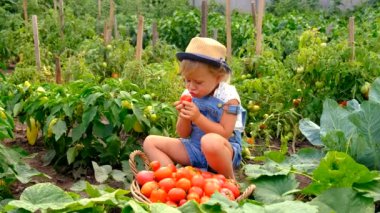 Bahçedeki bir çocuk domates topluyor. Seçici odaklanma. yiyecek.
