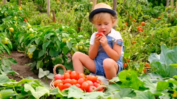 Bambino Nel Giardino Raccoglie Pomodori Concentrazione Selettiva Cibo — Video Stock