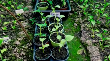 Serada yetişen çeşitli fideler. Seçici odaklanma. Doğa.