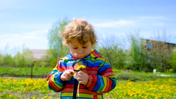 Uma Criança Olha Com Uma Lupa Para Flores Dente Leão — Vídeo de Stock