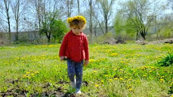 Een Kind Kijkt Met Een Vergrootglas Naar Paardebloemen Selectieve Focus — Stockvideo