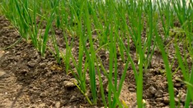 Bahçede soğan yetişiyor. Seçici odaklanma. Doğa.