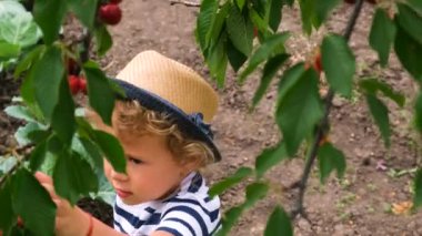 Bir çocuk bahçede kiraz topluyor. Seçici odaklanma. Yiyecek..