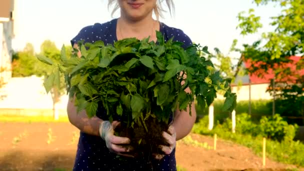 Woman Plants Tomato Seedlings Garden Selective Focus Nature — Stock Video