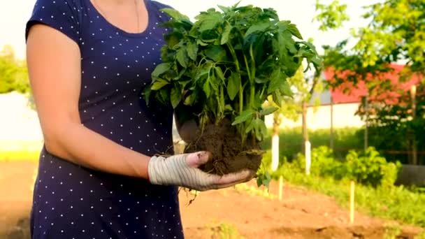 Γυναίκα Φυτεύει Φυτά Τομάτας Στον Κήπο Επιλεκτική Εστίαση Φύση — Αρχείο Βίντεο