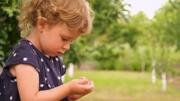 Ein Kind Hält Einen Marienkäfer Garten Selektiver Fokus Natur — Stockvideo