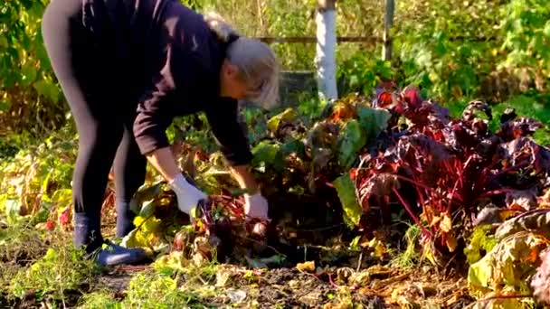 Agricultor Que Colhe Beterrabas Jardim Foco Seletivo Alimentos — Vídeo de Stock