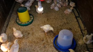 Tavuk kümesinde ızgara tavuk. Seçici odaklanma. hayvan.