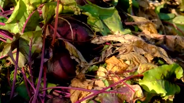 Farmer Harvesting Beets Garden Selective Focus Food — Stock Video