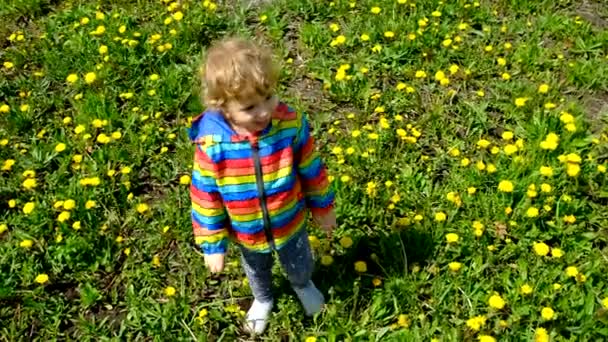 一个孩子收集蒲公英花 有选择的重点 — 图库视频影像