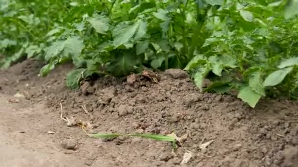 Potatoes Growing Garden Selective Focus Nature — Stock Video