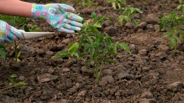 Fertilizando Plántulas Jardín Con Salitre Enfoque Selectivo Naturaleza — Vídeo de stock