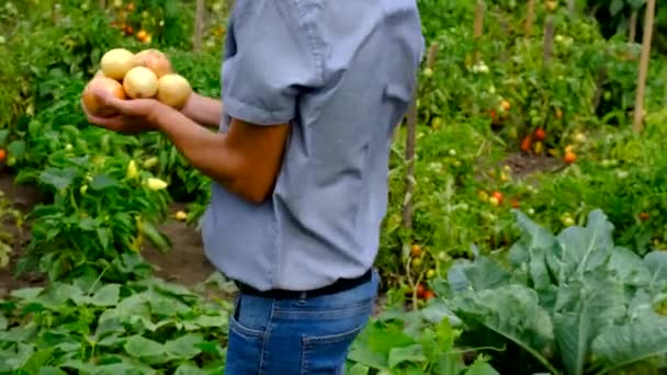 Hodowca Zbiera Cebulę Ogrodzie Wybiórcze Skupienie Żywność — Wideo stockowe