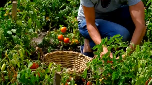 Hombre Agricultor Cosecha Tomates Jardín Enfoque Selectivo Comida — Vídeos de Stock