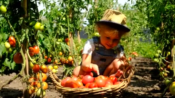 Niño Jardín Cosecha Tomates Enfoque Selectivo Alimentos — Vídeos de Stock