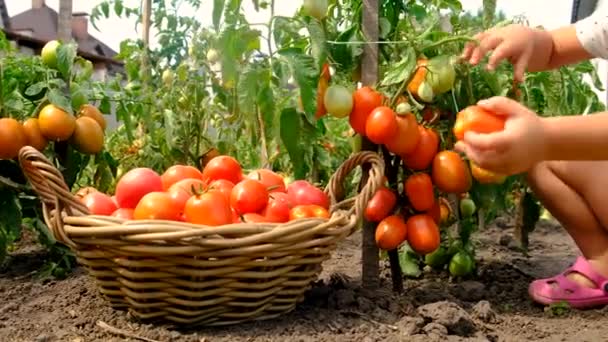 Ένα Παιδί Στον Κήπο Μαζεύει Ντομάτες Επιλεκτική Εστίαση Τρόφιμα — Αρχείο Βίντεο