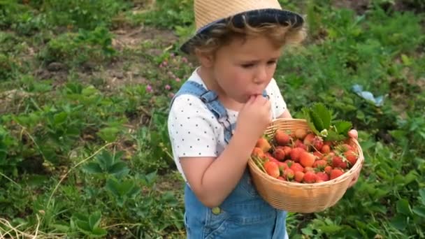 Niño Recoge Fresas Jardín Enfoque Selectivo Alimentos — Vídeos de Stock