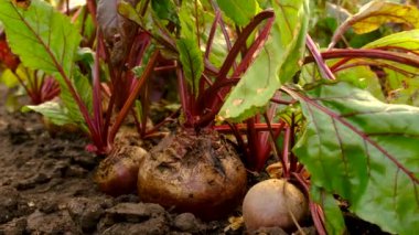 Bahçede pancar hasadı. Seçici odaklanma. Yiyecek..