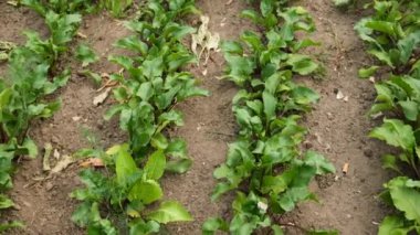 Bahçede büyüyen pancarlar. Seçici odaklanma. Doğa.