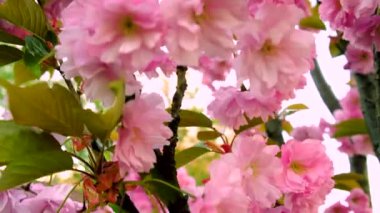 Sakura ağacı baharda çiçek açar. Seçici odaklanma. çiçekler.