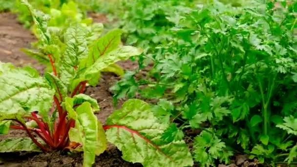 Verdes Crescem Jardim Foco Seletivo Alimentos — Vídeo de Stock