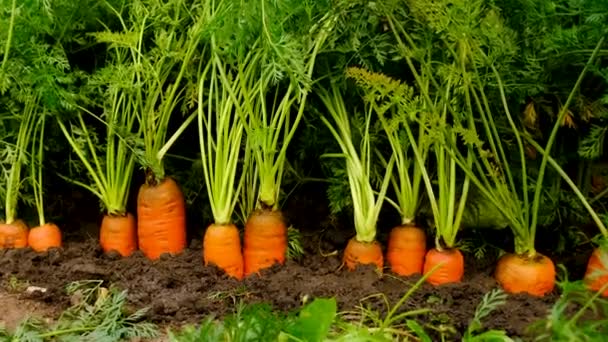 Zanahorias Que Crecen Jardín Enfoque Selectivo Comida — Vídeo de stock