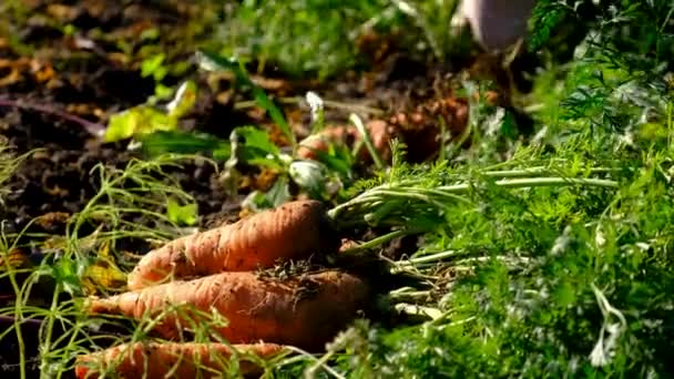 Фермер Собирает Морковь Растущую Саду Выборочный Фокус Еда — стоковое видео