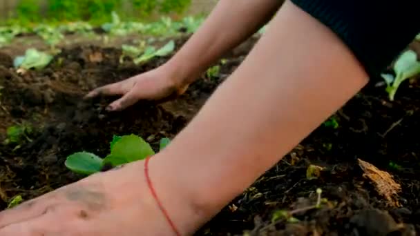 양배추 묘목은 정원에 심어집니다 선택적인 — 비디오