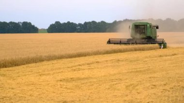 Hasatçı tarlada buğday hasat eder. Seçici odaklanma. yiyecek.