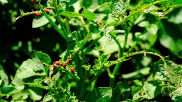 科罗拉多马铃薯甲虫有选择的重点性质 — 图库视频影像