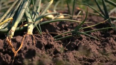 Soğanlar bahçede yetişir. Seçici odaklanma. yiyecek.