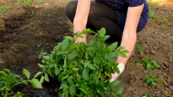 Mulher Planta Mudas Tomate Jardim Foco Seletivo Natureza — Vídeo de Stock