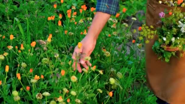 Человек Собирает Лекарственные Травы Своих Руках Выборочный Фокус Природа — стоковое видео
