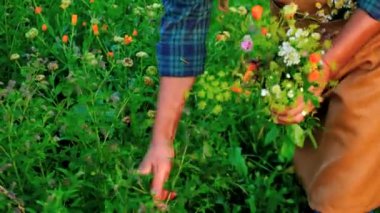 Bir adam elinde şifalı bitkiler toplar. Seçici odaklanma. Doğa.