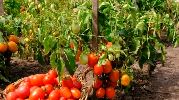 庭でトマトを収穫する 選択的な焦点 フード — ストック動画
