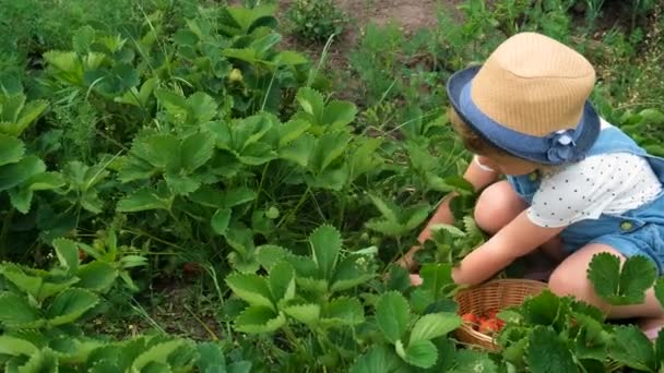 子供は庭でイチゴをピックアップする 選択的な焦点 フード — ストック動画