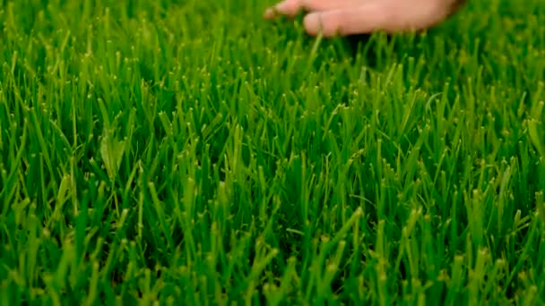 Handen Gräsmattan Gräs Selektivt Fokus Natur — Stockvideo