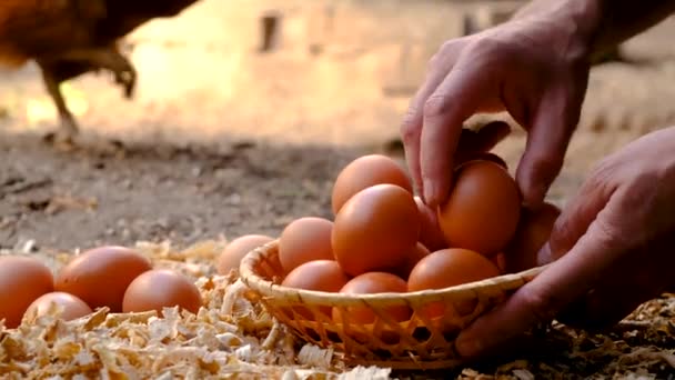 農家は鶏小屋で卵を採取する 選択的な焦点 自然界について — ストック動画