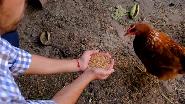 Agricultor Alimenta Galinhas Com Grãos Foco Seletivo Natureza — Vídeo de Stock