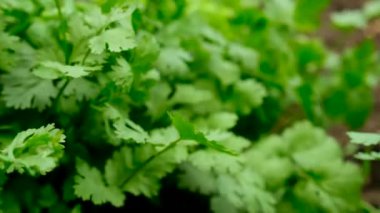 Bahçede büyüyen Cilantro. Seçici odaklanma. Doğa.