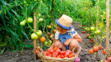 Bahçedeki bir çocuk domates topluyor. Seçici odaklanma. yiyecek.