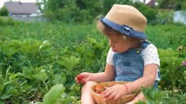 Bir çocuk bahçede çilek topluyor. Seçici odaklanma. yiyecek.