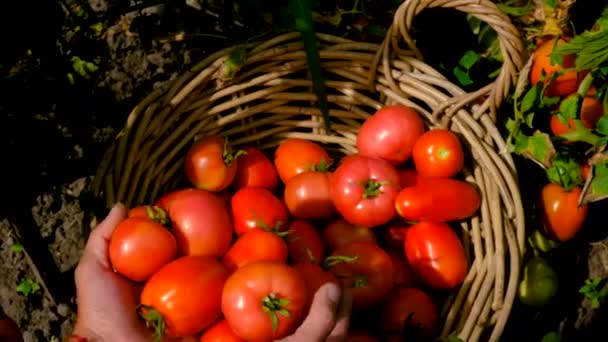Man Farmer Harvests Tomatoes Garden Selective Focus Food — Stock Video