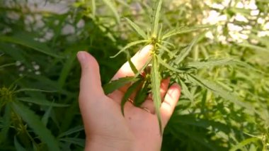 Bahçedeki kenevir çalısı. Seçici odaklanma. Doğa.