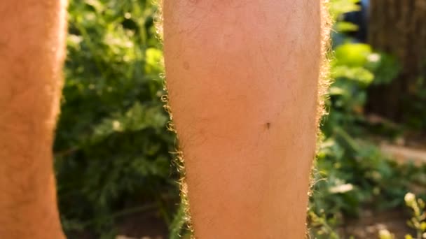 Ένα Κουνούπι Κάθεται Στα Πόδια Μου Επιλεκτική Εστίαση Φύση — Αρχείο Βίντεο