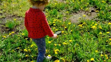 Bir çocuk elinde büyüteçle karahindiba çiçeklerine bakar. Seçici odaklanma. Çocuk.