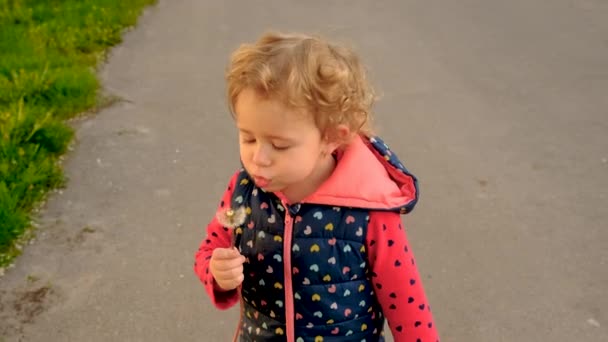 一个孩子在田野里吹蒲公英 有选择的重点 — 图库视频影像