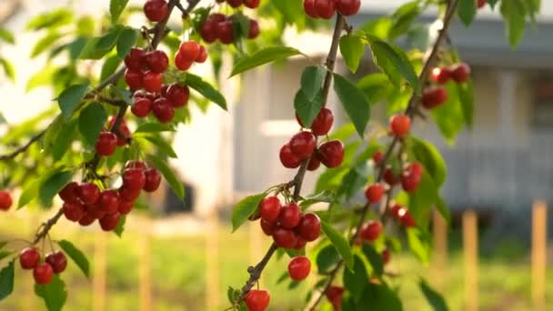 정원에서 가지에 벚꽃을 튀긴다 선택적인 식료품 — 비디오