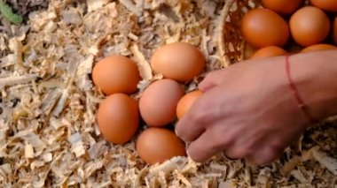 Çiftçi tavuk kümesinde yumurta topluyor. Seçici odaklanma. Doğa.